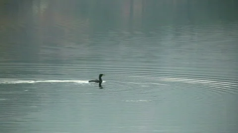 Cormorant Stock-Footage 577107