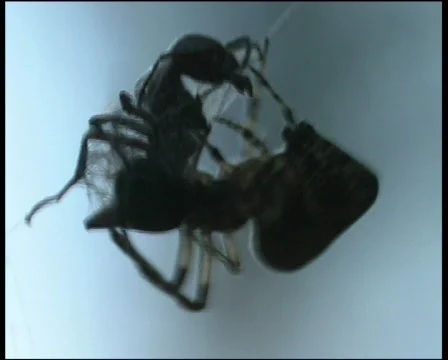 Cormorant Stock Footage 590885