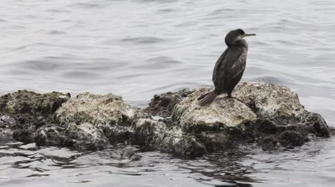 Cormorant Stock Footage 920676