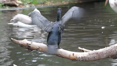 Cormorant Vídeos de archivo 7905126