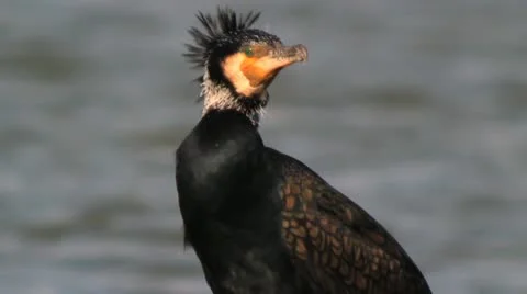 Cormorant 库存影片 10807035