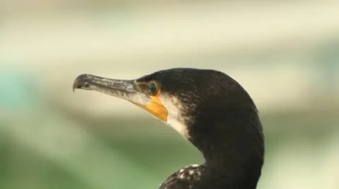 Cormorant 库存影片 10839863