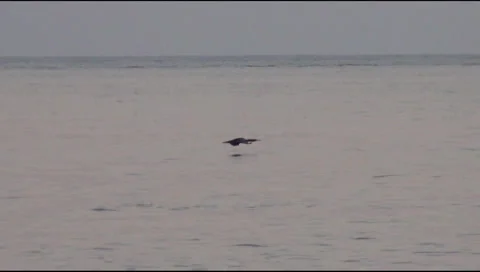 Cormorant Video stock 29880778