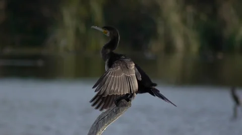 Cormorant Stock Footage 35122326