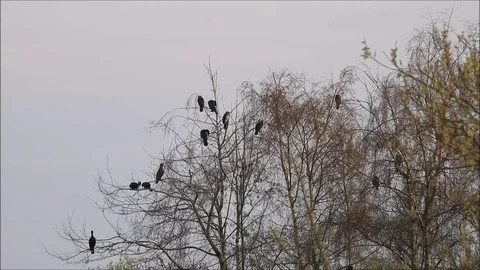 Cormorant Video stock 74112645