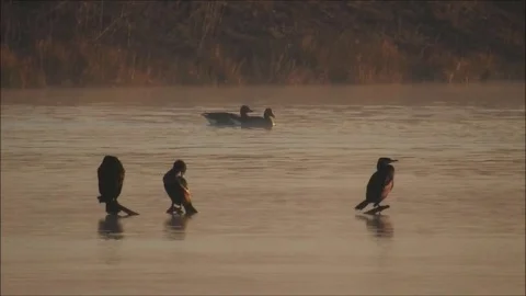 Cormorant Video stock 74114178