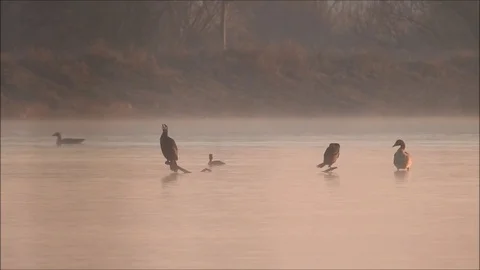 Cormorant Stock Footage 74114185