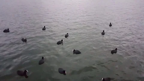 Cormorant Stock Footage 83875590