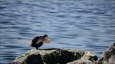 Cormorant Stock Footage 87613949