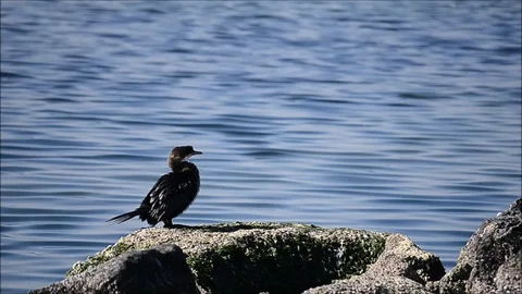 Cormorant Stock Footage 87614020