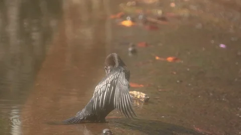 Cormorant Stock Footage 125921351