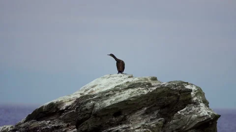 Cormorant Stock Footage 134389069