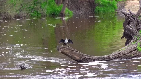 Cormorant Stock Footage 282233953