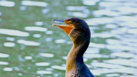 Cormorant Stock Footage 282905390