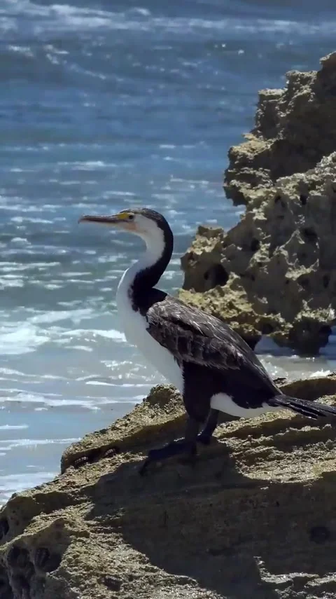 Cormorant Stock Footage 303390204
