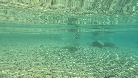 Cormorant Stock Footage 331430113