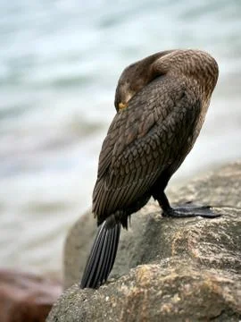 Cormorant freezing cold close-up standing on the stone Stock Photos