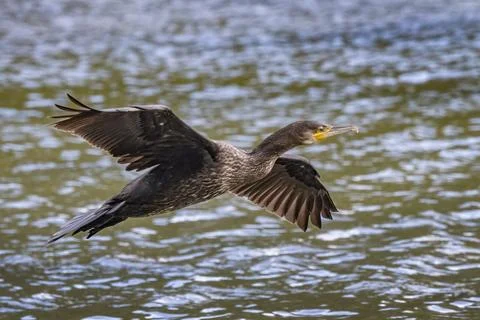Cormorant in full flight Foto stock
