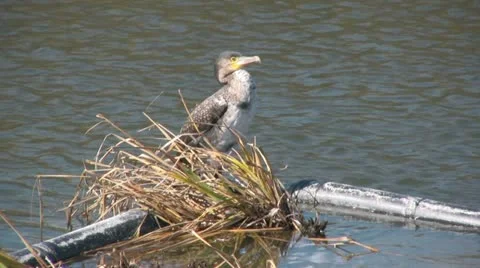 Cormorant greenwich Video stock 11044873
