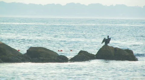 Cormorant hdp 스톡 동영상 485836