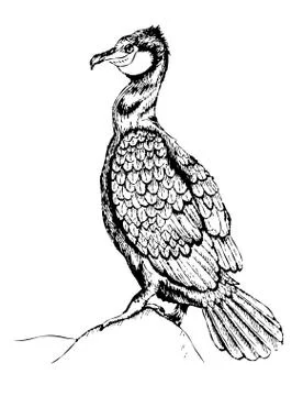 Cormorant Stock Illustration