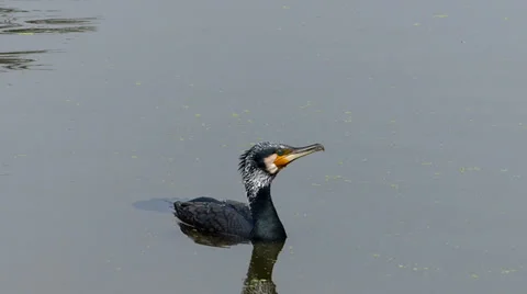 Cormorant in lake Stock Footage 35488700