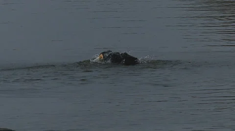 Cormorant in lake 스톡 동영상 35488914