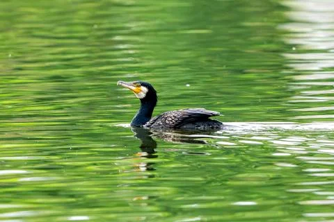 Cormorant In Lake Stock Photos