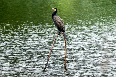 Cormorant In Lake Stock Photos