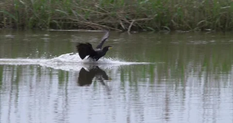 Cormorant landing 1 Stock Footage 281086356