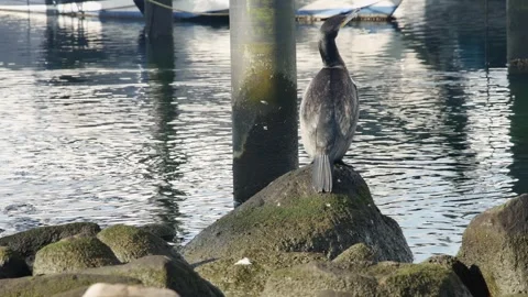 Cormorant on a large stone against the backdrop of swimming ducks, in the ha Vidéo 254634949