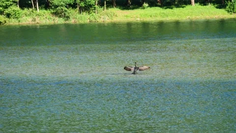 Cormorant on Lenna lake Stock Footage 131069674