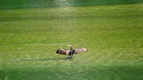 Cormorant in Lenna lake Stock Footage 131069985