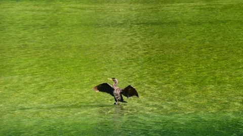 Cormorant in Lenna lake Stock Footage 131070096