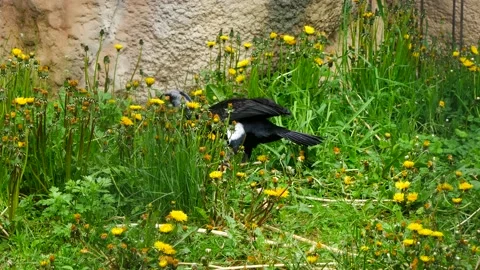 Cormorant is looking for a branch for a nest. 스톡 동영상 154309524