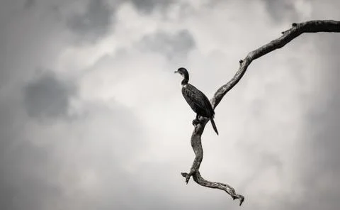 Cormorant looking forward over dry tree branch Stock Photos