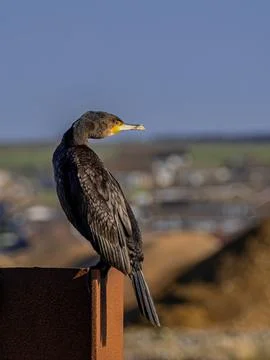Cormorant looking Right Stock Photos