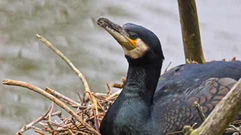 Cormorant on Nest – 4K Close-Up Stock-Footage 320170380