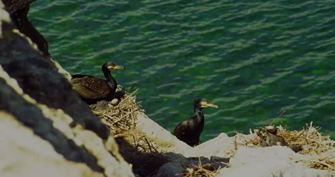 Cormorant on the nest Stock Footage 168465194