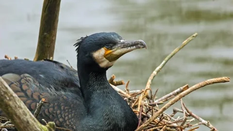 Cormorant on Nest Side View – 4K Close-Up Stock-Footage 320170392