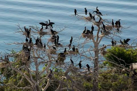Cormorant nesting tree in the Baltic Sea Stock Photos
