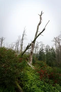 Cormorant nests on dead pine trees Stock Photos