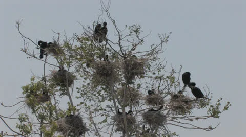 Cormorant Nests Stockbeeldmateriaal 25396071