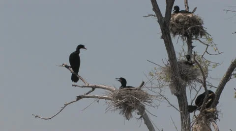 Cormorant Nests Stock Footage 25634167