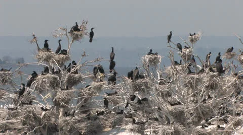 Cormorant Nests 動画素材 25634181