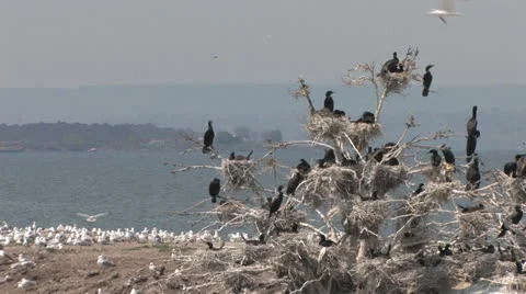 Cormorant Nests 動画素材 25634195