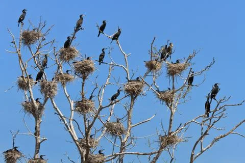 Cormorant nests in a tree Stock Photos