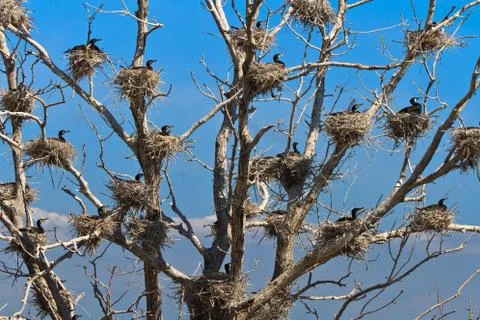 Cormorant nests in a tree Stock Photos