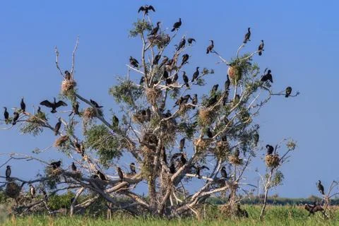 Cormorant nests in a tree Stock Photos