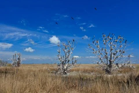 Cormorant nests in trees Stock Photos